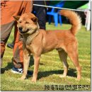 까치애견농장 이미지