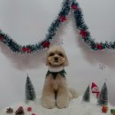 견생의하루 펫살롱 일산본점 이미지