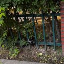 야옹하다 이미지