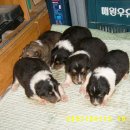 우리목장 이미지