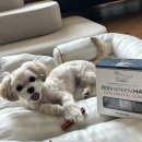 그린도그 | [피피체험단] 본그린 HAp 도그 덴탈껌&amp;치약 솔직 체험 후기 ♥️ | 본그린HAp | 덴탈껌 | 강아지치석제거...