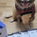 복덩이네 강아지 이미지