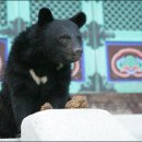 반달곰 이미지