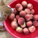 임마누엘농장 이미지