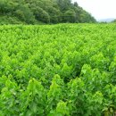 태양농장 이미지