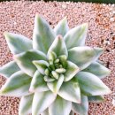 수담농장 이미지