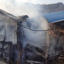 양계장닭한마리 이미지