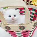 Premium 먼치킨 이미지