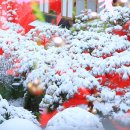 첫눈이네집 이미지