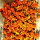 메리골드 이미지