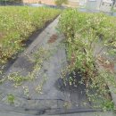 배암농장 이미지