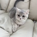 묘연고양이병원 | 당진고양이분양 브리티쉬숏헤어 묘연