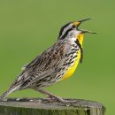 지지배배 이미지