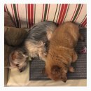 은동이네 이미지