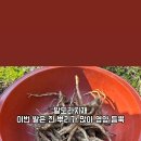 지금은 달달 이미지