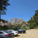 법기수원지 | 양산 법기수원지 벚꽃 실시간 다녀온 후기