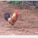 기영농장 이미지