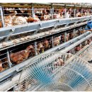 진일농장 이미지