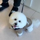 프롬코코 이미지