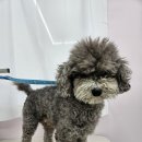 이쁜멍멍 이미지