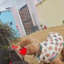 제주네 애견유치원 이미지