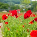 관계(關係)의공존( 이미지