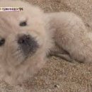 스파렉스 이미지