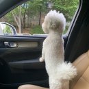 꿀강아지 테리하우스 이미지