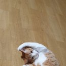 냥이친구 이미지