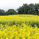 제주 memory 이미지