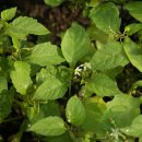 쪽빛하늘로 이미지