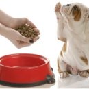 개밥주세요 이미지