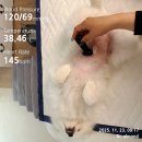 운정24시동물의료센터 | 수원24시동물병원 본동물의료센터 노령견 강아지건강검진 프로그램 후기