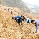 산아리 이미지