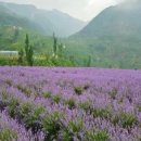라벤더 이미지
