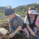 [7세] 농부의 땀방울에 감사함을 느끼며 고구마캐기를 해요! 이미지