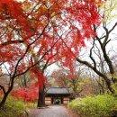 명월공원(갈산2동주민센터 옆) | 충남 공주 단풍명소 단풍구경 가볼만한곳 갑사,사찰의 역사와 함께 둘러보다