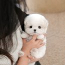 하나애견샵 이미지