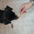 단지 | 경주애견펜션 경주애견동반펜션 경주애견동반숙소 경주 애견펜션 멍뭉단지 후기