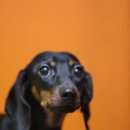 멍멍뷰티 이미지