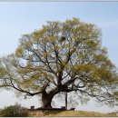 소동느티나무 이미지