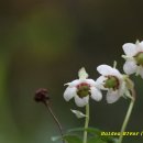 산야초 Daum카페