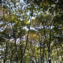 양재시민의 숲(버스정류장 앞) 이미지