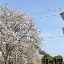 가좌사슴 | 충남 금산 황굼곤충체험장 :: 대전 근처 장수풍뎅이 분양할 수 있는 곳 장수풍뎅이 분양