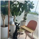 라온풀빌라 이미지