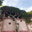 칼라힐 빌딩 교통섬 | 홍콩 청차우섬 가는 법 전망대 망고모찌 대관람차 야경