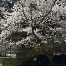 아중초등학교 | [전주벚꽃명소]전주벚꽃구경/전주아중저수지벚꽃/아중호수벚꽃구경/26.4.2방문🌸::‘아중호수벚꽃’