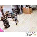 (유)마도로스펫 | *4묘네의 궁팡 구매후기*