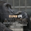 사피엔스 이미지