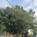 사촌마을경로당 이미지